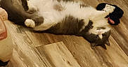 Kitty joined the competition — help win amazing prizes! animal, cat, cute, domestic_cat, floor, fluffy, fur, gray_cat, indoor, looking_up, lying_down, paw, pet, playful, relaxed, sock, toy, whiskers, white_cat, wooden_floor