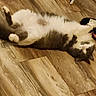 Kitty joined the competition — help win amazing prizes! cat, gray_cat, white_cat, fluffy, lying_down, floor, wooden_floor, indoor, pet, playful, sock, toy, relaxed, fur, animal, cute, domestic_cat, paw, whiskers, looking_up
