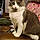 Kitty