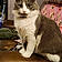 Kitty