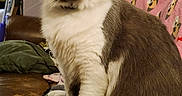 Kitty is registered to the contest to win money with this photo: cat, gray_and_white, fluffy, sitting, leather_couch, pink_blanket, dog_pattern, indoor, pet, whiskers, ears, eyes, fur, cozy, home, furniture, animal, portrait, relaxed, cute