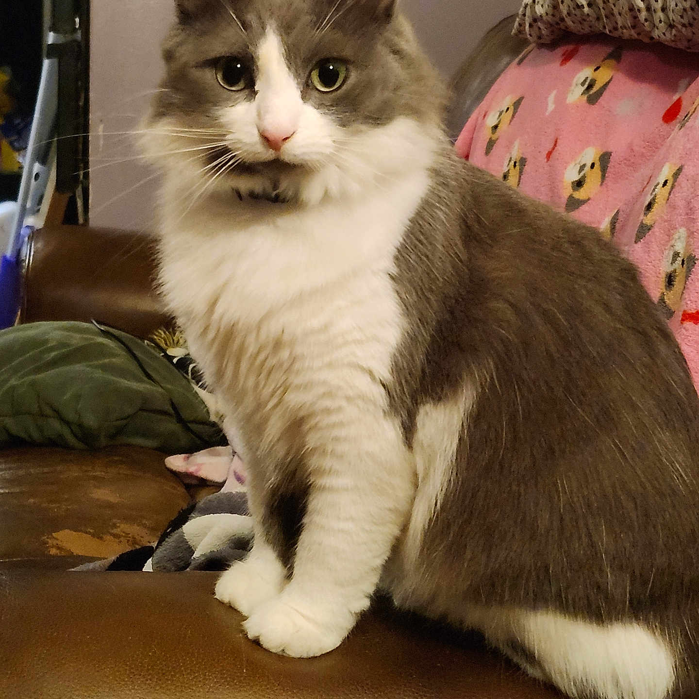 Kitty is registered to the contest to win money with this photo: cat, gray_and_white, fluffy, sitting, leather_couch, pink_blanket, dog_pattern, indoor, pet, whiskers, ears, eyes, fur, cozy, home, furniture, animal, portrait, relaxed, cute