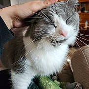 Kitty joined the competition — help win amazing prizes! animal, blanket, cat, closed_eyes, content, couch, cozy, cute, domestic, feline, fur, gray_and_white, hand, indoor, mammal, nose, pet, relaxed, scratching, whiskers