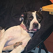 Luna is registered to the contest to win money with this photo: dog, black_and_white, sleepy, relaxed, tongue_out, plush_chair, indoor, collar, pet, resting, fur, paw, cute, canine, domestic_animal, animal, chair, comfort, closeup, portrait