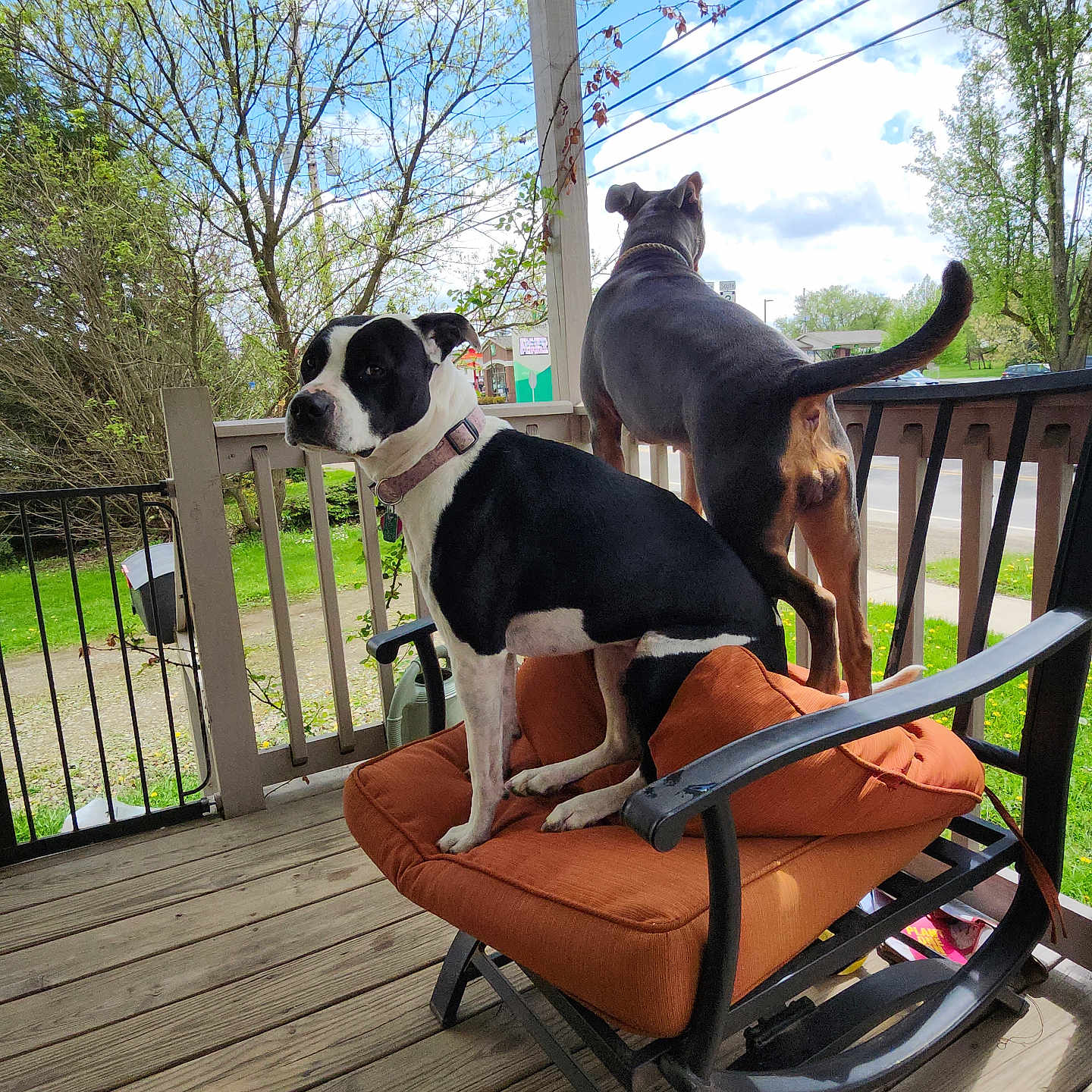 Luna is registered to the contest to win money with this photo: dog, porch, outdoor, wooden_floor, cushion, orange_cushion, railing, tree, sky, cloud, grass, fence, collar, pet, animal, sunny, daytime, alert, sitting, looking