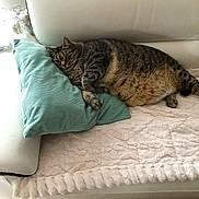 Tatou participe au concours pour gagner de l'argent avec cette photo : animal, blanket, cat, comfort, couch, cozy, cute, feline, fur, home, indoor, lazy, pet, pillow, relaxed, resting, sleeping, soft, tabby_cat, whiskers