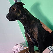 Hiro a rejoint le concours — aidez-le/la à gagner de superbes lots ! dog, black_dog, brown_dog, pet, indoor, wall, hand, furniture, bag, disney, alert, sitting, domestic_animal, companion, animal, portrait, side_view, human_hand, home, background
