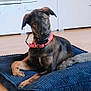 Hiro participe au concours pour gagner de l'argent avec cette photo : animal, canine, dog, dogbed, head, person, pet, policedog