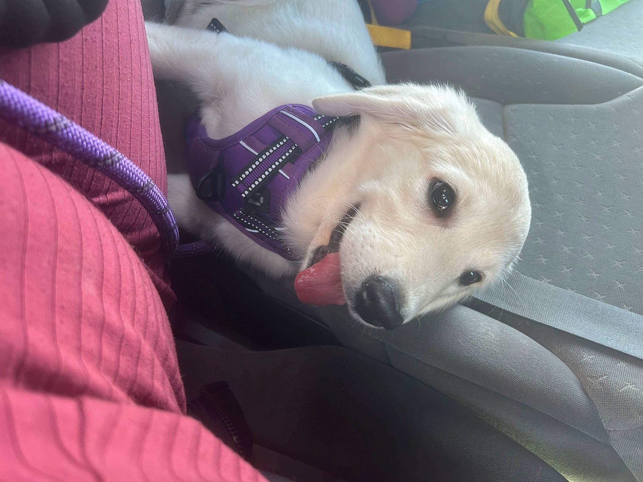 Nahla a rejoint le concours — aidez-le/la à gagner de superbes lots ! canidae, car_seat, carnivore, comfort, companion_dog, couch, dog, dog_breed, dog_supply, family_car, fawn, fur, nap, non_sporting_group, snout, sporting_group, vehicle_door, watch, whiskers, working_animal