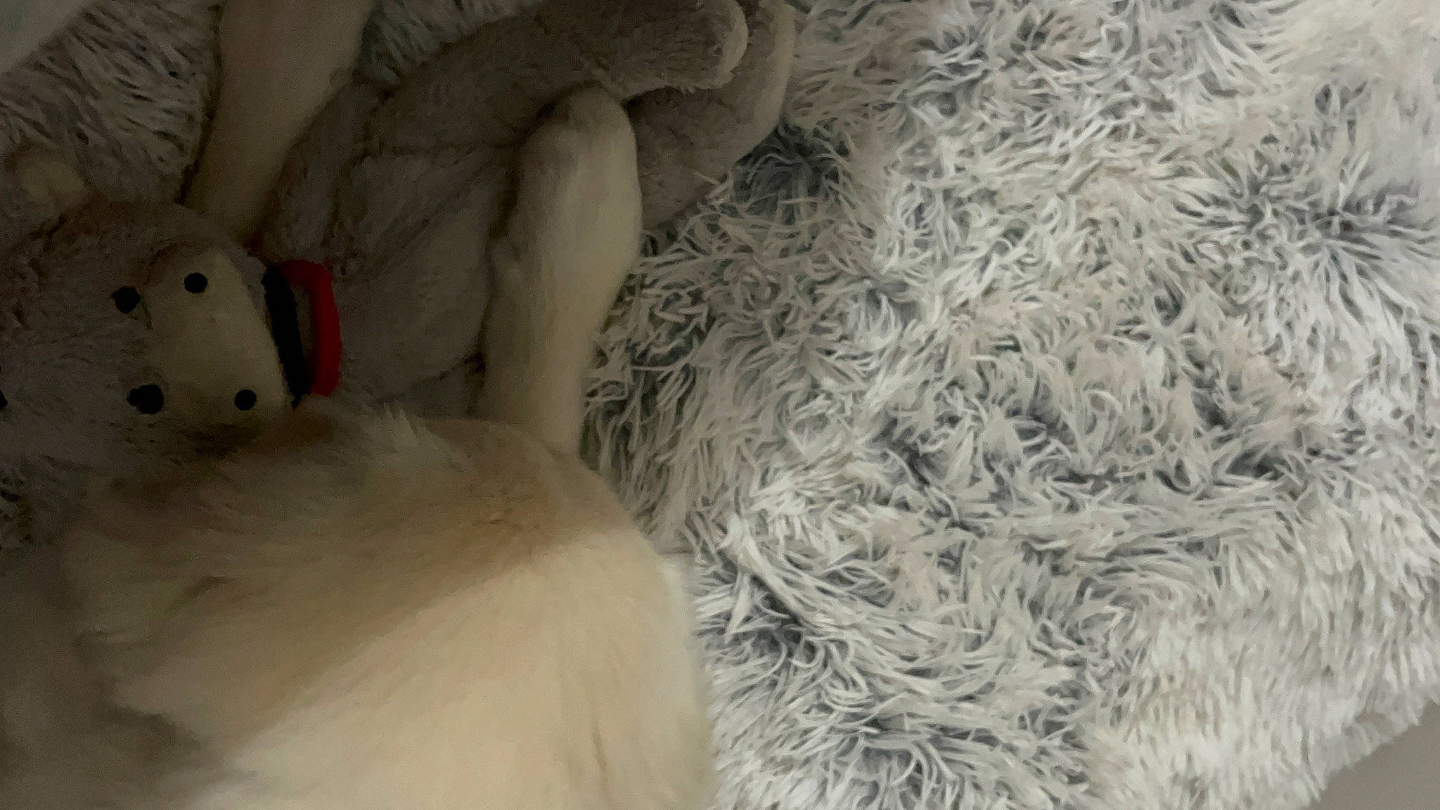 Nahla a rejoint le concours — aidez-le/la à gagner de superbes lots ! _geese_and_swans, art, beak, bedding, comfort, ducks, feather, felidae, freezing, fur, linens, pattern, plush, room, stuffed_toy, textile, toy, winter, wood, wool