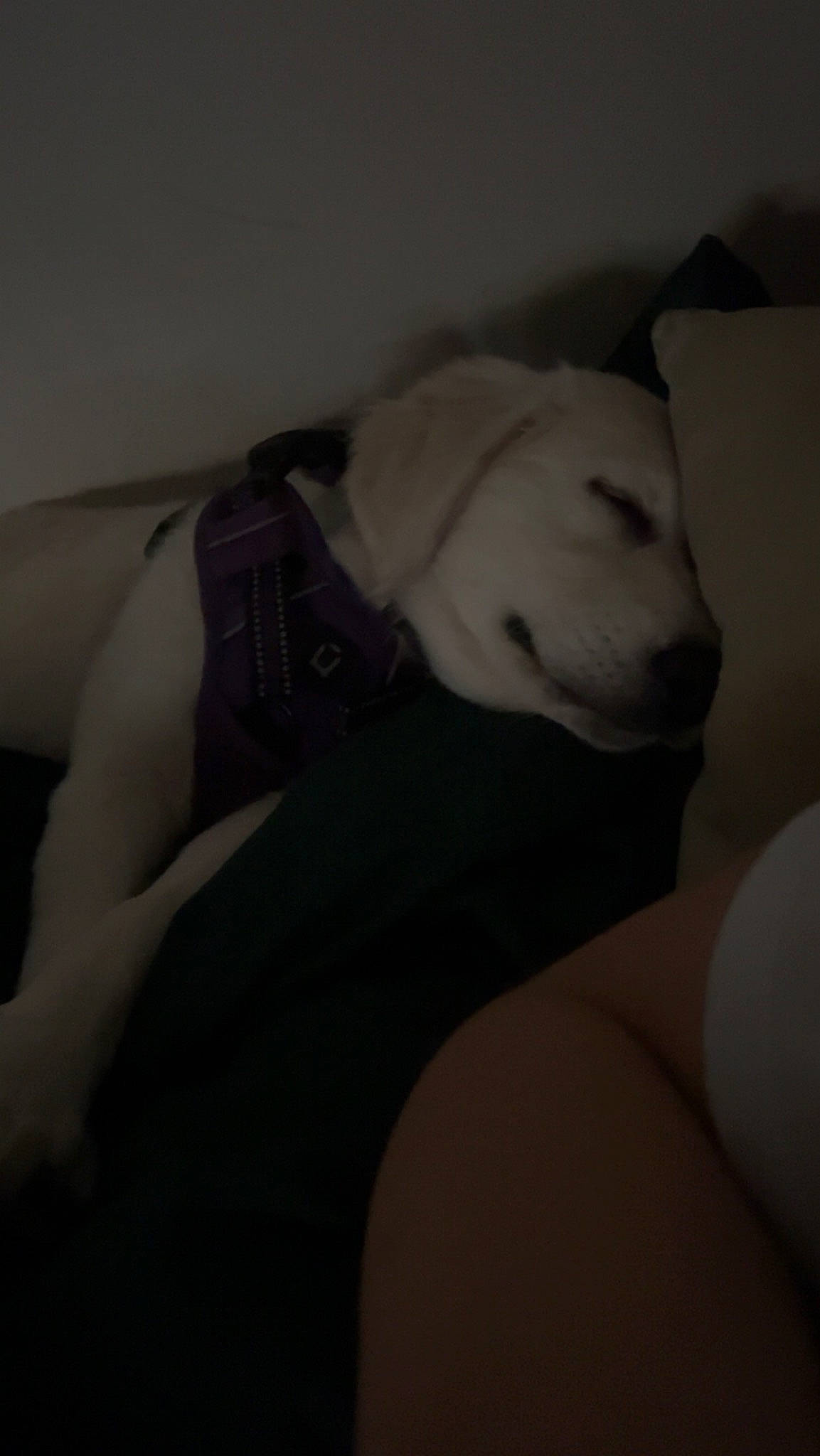 Nahla a rejoint le concours — aidez-le/la à gagner de superbes lots ! abdomen, art, carnivore, chest, cloud, comfort, darkness, dog_breed, elbow, grey, human_leg, jaw, knee, linens, monochrome, monochrome_photography, room, snout, thigh, trunk