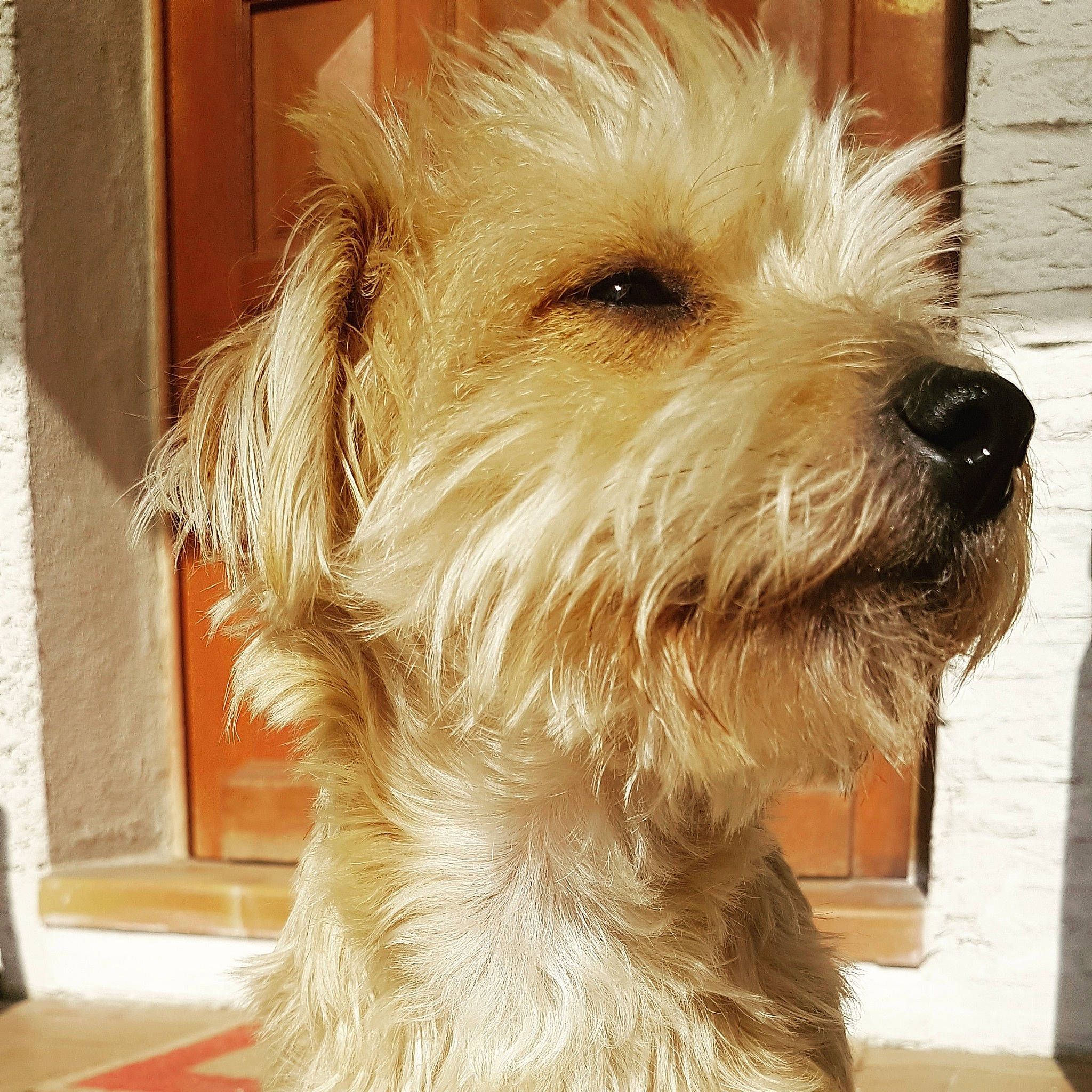 Oscar participe au concours pour gagner de l'argent avec cette photo : bosnian_coarse_haired_hound, briquet_griffon_vendeen, canidae, carnivore, companion_dog, dog, dog_breed, dutch_smoushond, glen_of_imaal_terrier, irish_soft_coated_wheaten_terrier, mammal, norfolk_terrier, rare_breed_dog, schnoodle, small_terrier, sporting_group, sporting_lucas_terrier, terrier, vertebrate, west_highland_white_terrier