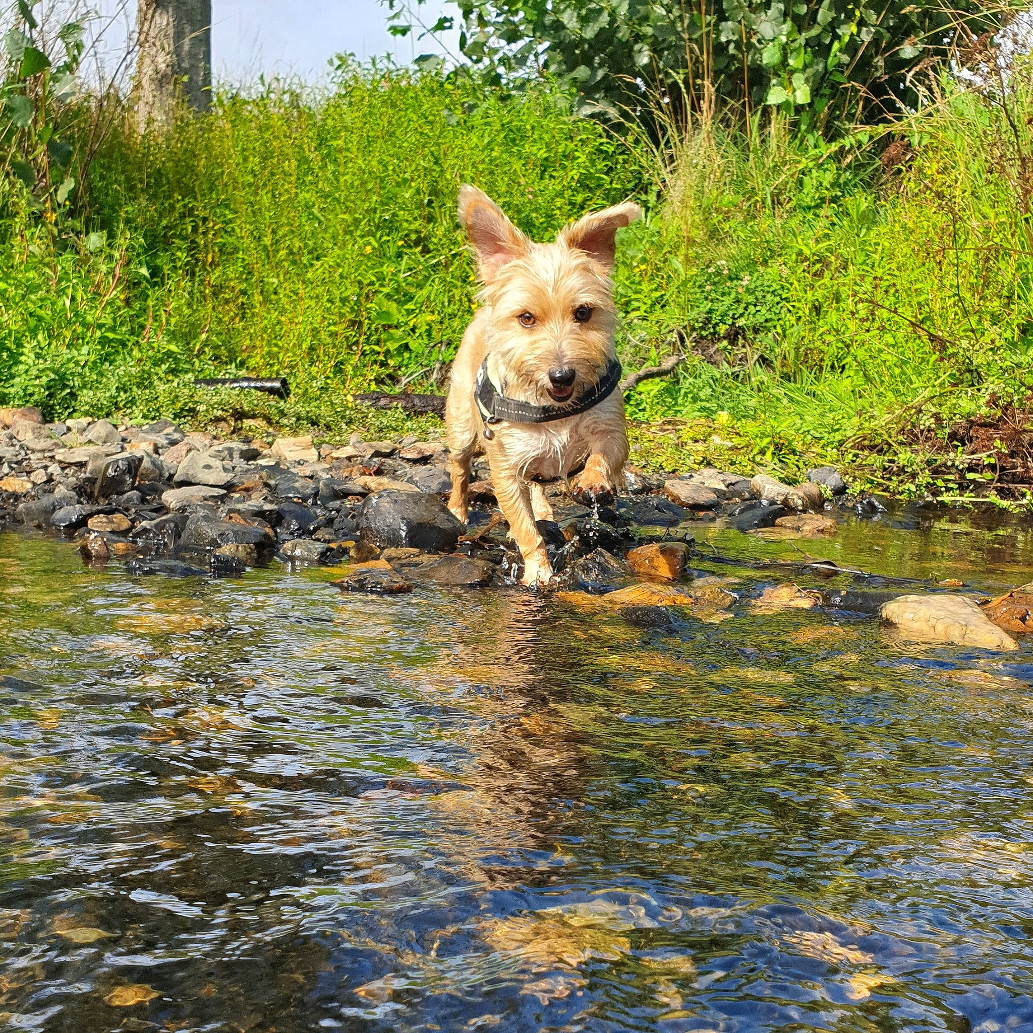 Oscar participe au concours pour gagner de l'argent avec cette photo : australian_cattle_dog, bank, canidae, carnivore, carolina_dog, dog, dog_breed, fawn, mammal, pond, reflection, river, sporting_group, stream, vertebrate, watercourse, wildlife, working_dog