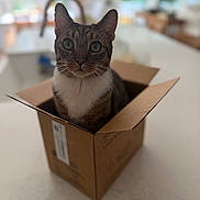 Enzo is registered to the contest to win money with this photo: animal, box, cardboard, cat, close_up, ears, front_view, funny, fur, home, indoors, kitchen, pet, portrait, shallow_depth_of_field, sitting, tabby_cat, table, whiskers, wide_eyed