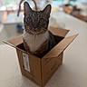 animal, box, cardboard, cat, close_up, ears, front_view, funny, fur, home, indoors, kitchen, pet, portrait, shallow_depth_of_field, sitting, tabby_cat, table, whiskers, wide_eyed