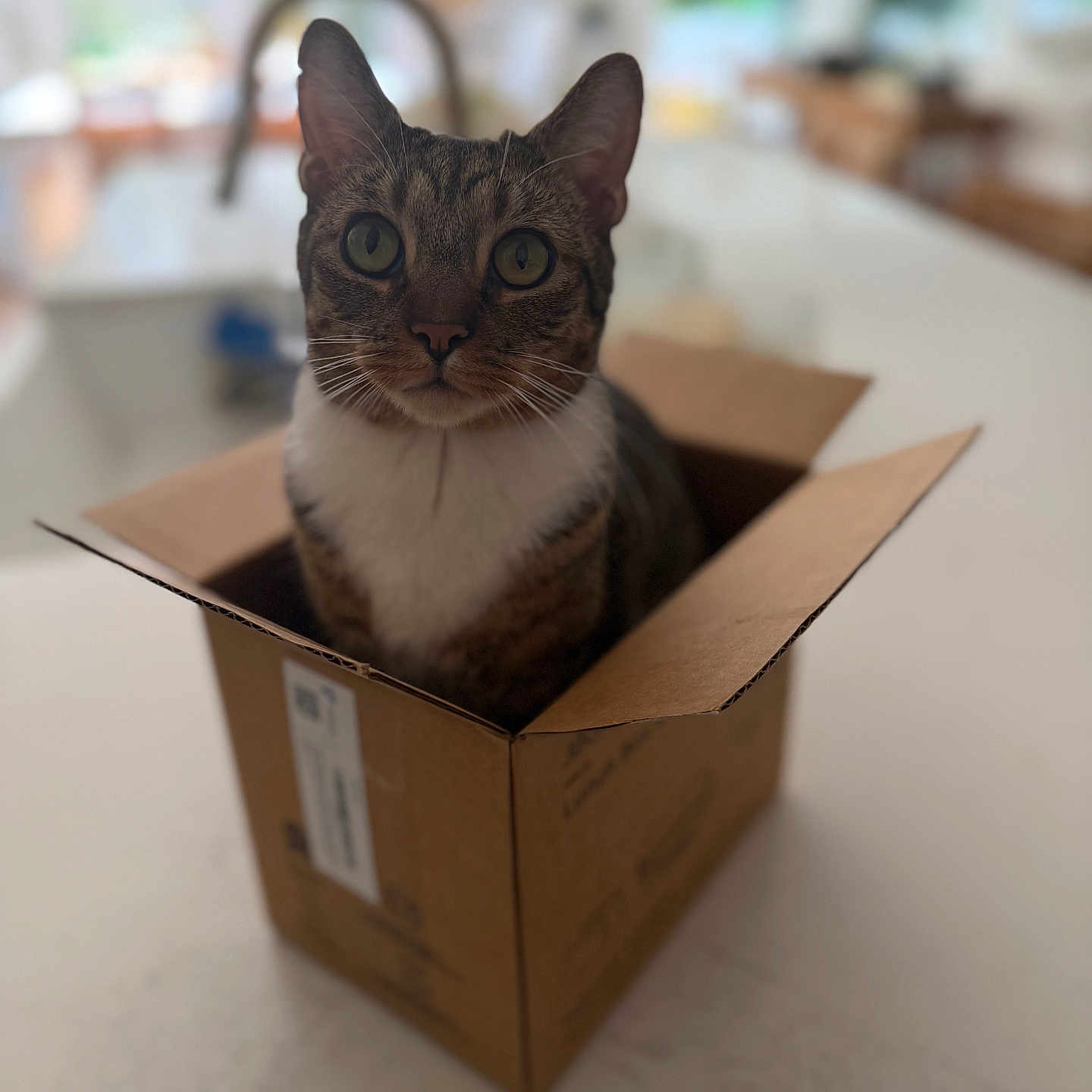 Enzo