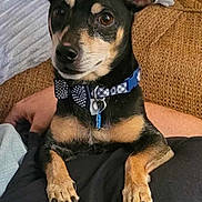 Harley joined the competition — help win amazing prizes! dog, pet, small_dog, collar, bow_tie, black_and_tan, lap, person, hand, couch, blanket, indoor, fur, ears, eyes, nails, portrait, cute, relaxed, companion
