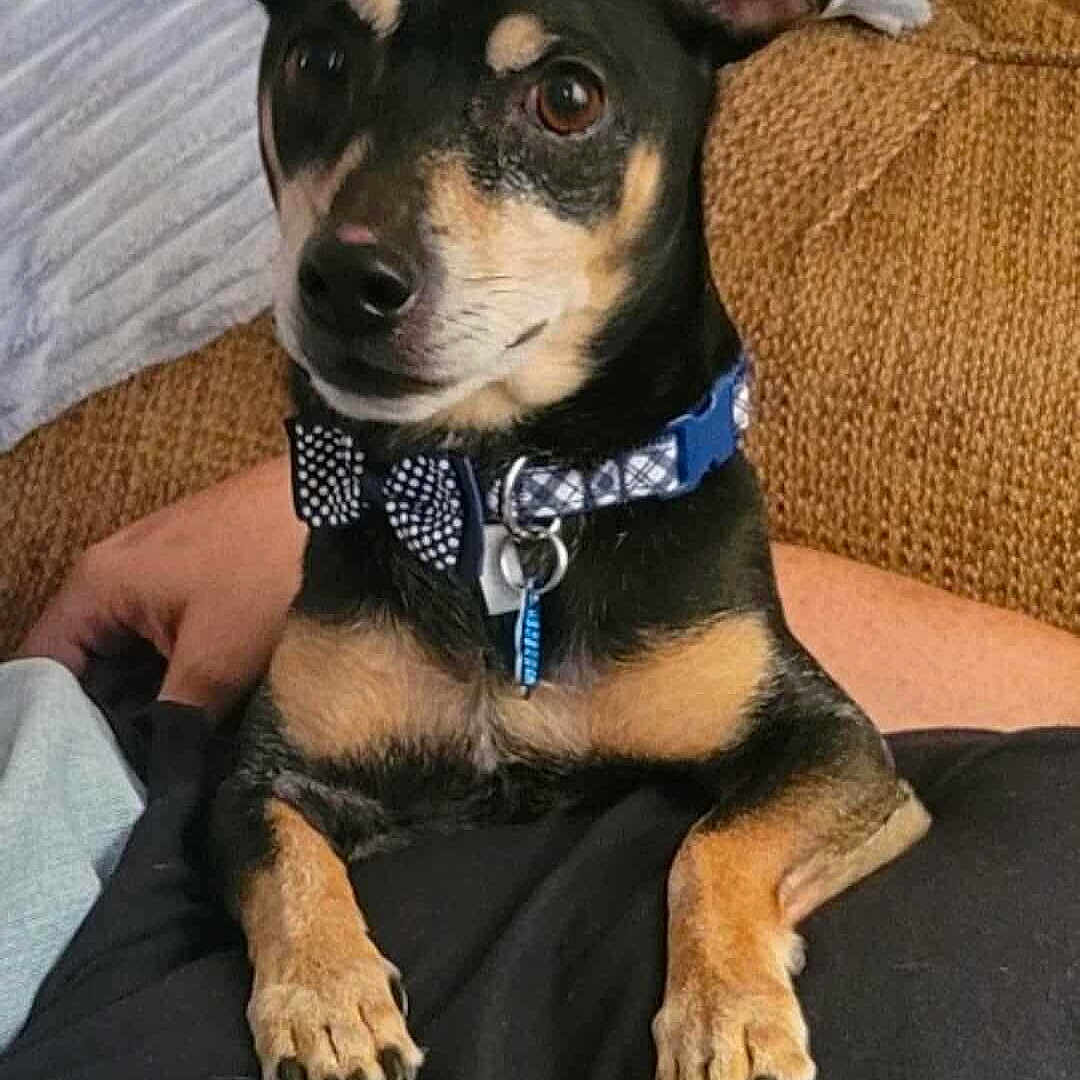 Harley joined the competition — help win amazing prizes! black_and_tan, blanket, bow_tie, collar, companion, couch, cute, dog, ears, eyes, fur, hand, indoor, lap, nails, person, pet, portrait, relaxed, small_dog