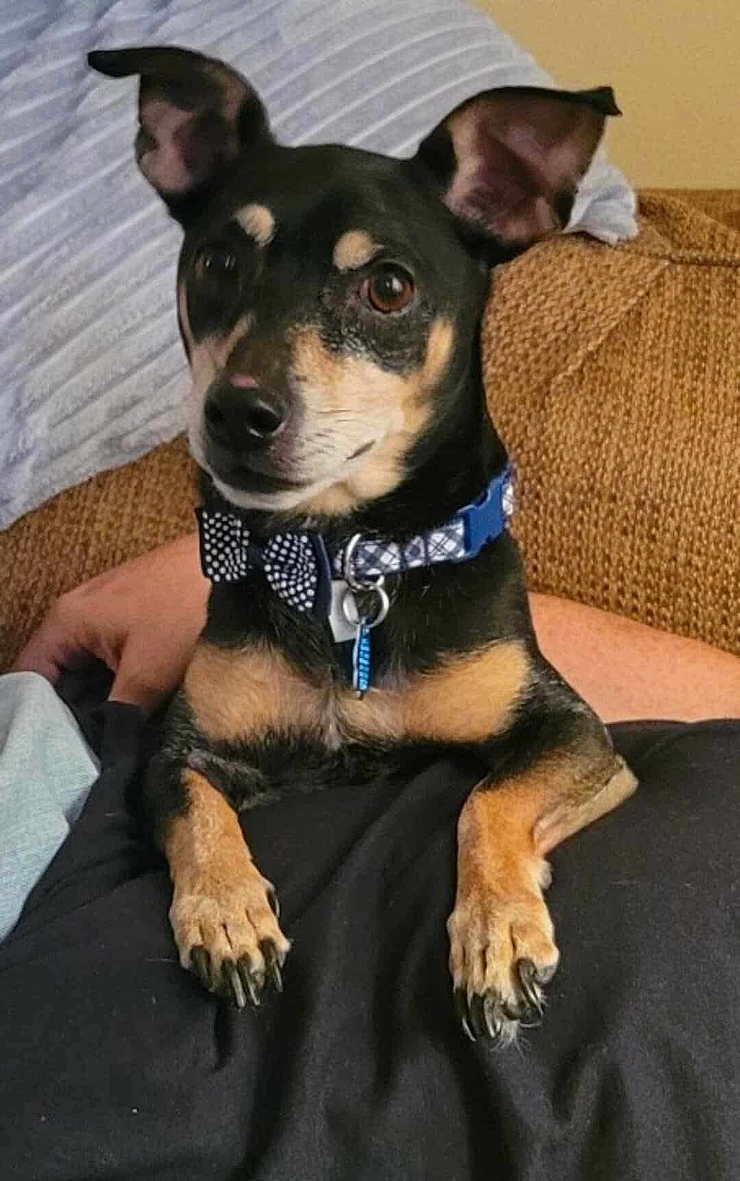 Harley joined the competition — help win amazing prizes! dog, pet, small_dog, collar, bow_tie, black_and_tan, lap, person, hand, couch, blanket, indoor, fur, ears, eyes, nails, portrait, cute, relaxed, companion