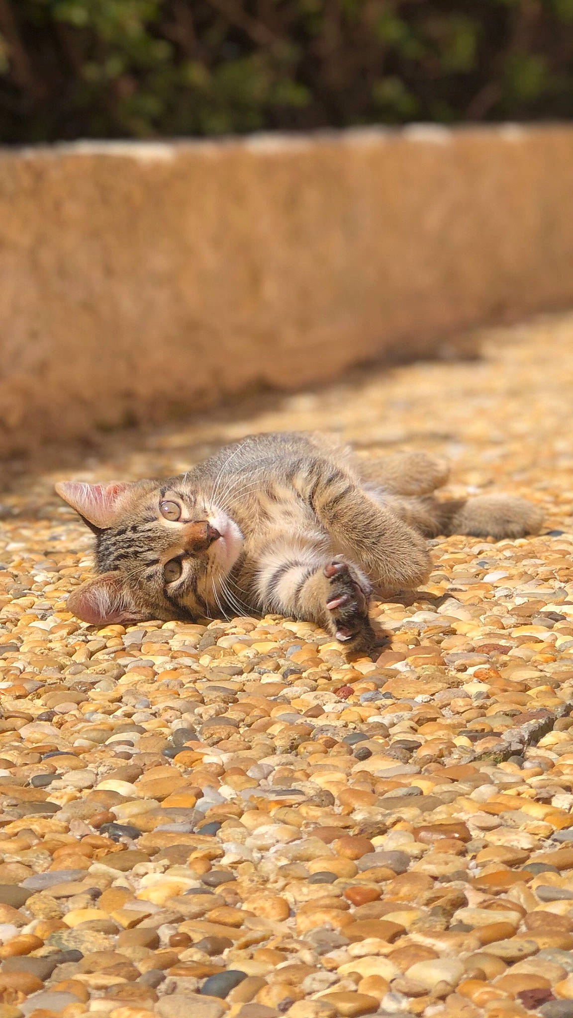 Koum a rejoint le concours — aidez-le/la à gagner de superbes lots ! carnivore, cat, claw, domestic_short_haired_cat, fawn, felidae, flooring, foot, fur, grass, paw, sand, small_to_medium_sized_cats, snout, soil, tail, terrestrial_animal, whiskers, wildlife, wood