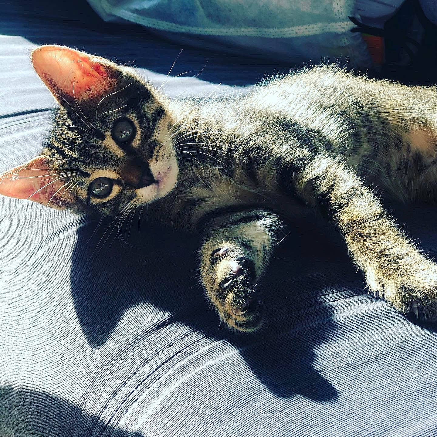 Koum participe au concours pour gagner de l'argent avec cette photo : carnivore, cat, claw, comfort, domestic_short_haired_cat, felidae, fur, metal, nap, paw, small_to_medium_sized_cats, snout, tail, terrestrial_animal, whiskers