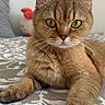 cat, tabby, golden_fur, pet, animal, feline, whiskers, green_eyes, pointed_ears, nose, paws, sitting, lying_down, portrait, close_up, bed, bedspread, plush_toy, indoors, cute