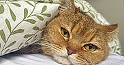 Gucci a rejoint le concours — aidez-le/la à gagner de superbes lots ! cat, pet, animal, golden_fur, tabby, face, eyes, whiskers, ears, nose, lying_down, sleeping, blanket, bed, bedroom, indoor, cozy, portrait, close_up, relaxed