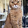 cat, feline, golden_brown, tabby, pet, animal, sitting, portrait, front_view, large_eyes, whiskers, upright_pose, fur, paws, bed, bedspread, bedroom, mirror, indoors, cute