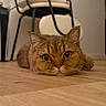 cat, ginger_cat, orange_cat, pet, animal, feline, lying_down, floor, wooden_floor, indoor, portrait, close_up, whiskers, ears, eyes, nose, fur, copper_coat, chair, home