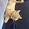 cat, orange_cat, ginger_cat, sleeping, relaxed, lying_down, pet, animal, furry, whiskers, paws, tail, ears, closed_eyes, indoor, couch, black_fabric, portrait, close_up, cozy