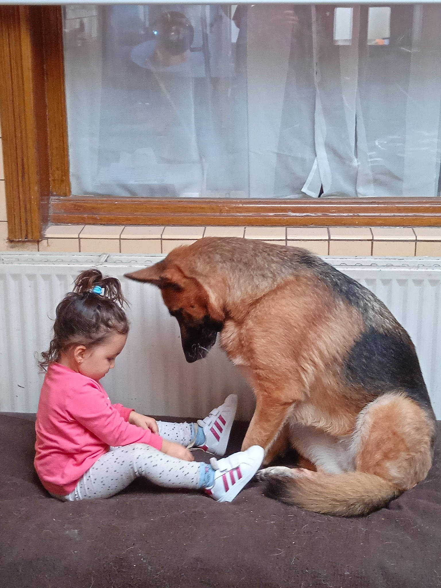 Nikita a rejoint le concours — aidez-le/la à gagner de superbes lots ! carnivore, collar, comfort, companion_dog, dog, dog_breed, door, fawn, felidae, flooring, fur, leash, liver, pet_supply, sitting, snout, sporting_group, tail, window, working_animal