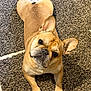 dog, french_bulldog, pet, carpet, indoor, animal, cute, lying_down, brown, ears, paws, looking_up, fur, companion, friendly, domestic, mammal, portrait, relaxed, canine