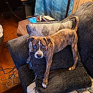 Natty joined the competition — help win amazing prizes! dog, brindle_dog, blue_eyes, pet, animal, couch, sofa, cushions, blanket, indoor, living_room, wood_floor, aquarium, desk, notebooks, pencils, lamp, curtains, cozy, portrait