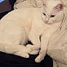 Flocon a rejoint le concours — aidez-le/la à gagner de superbes lots ! animal, blanket, cat, comfort, cozy, cute, domestic_animal, ears, feline, fur, indoor, laying, pet, relaxed, resting, sleepy, soft, tail, whiskers, white_cat