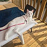 animal, blue_towel, calm, cat, chair, daytime, domestic_cat, feline, harness, leash, nature, outdoor, pet, plastic_table, relaxed, resting, shadow, sunlight, white_cat, wooden_deck