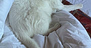 Flocon a rejoint le concours — aidez-le/la à gagner de superbes lots ! animal, bed, blanket, cat, comfort, cozy, ears, feline, fur, indoor, paws, peaceful, pet, relaxation, resting, sleepy, soft, tail, whiskers, white_cat