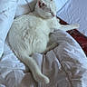 animal, bed, blanket, cat, comfort, cozy, ears, feline, fur, indoor, paws, peaceful, pet, relaxation, resting, sleepy, soft, tail, whiskers, white_cat