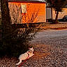 Flocon a rejoint le concours — aidez-le/la à gagner de superbes lots ! animal, bush, calm, cat, curious, daylight, gravel, ground, leash, mobile_home, nature, orange_light, outdoor, pet, quiet, resting, rural, sunset, tree, white_cat