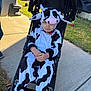 Oliver is registered to the contest to win money with this photo: child, costume, cow_costume, stroller, sidewalk, outdoor, grass, person, black_and_white, clothing, cute, festival, event, serious_expression, toy, casual, daytime, parked_vehicle, people, fall