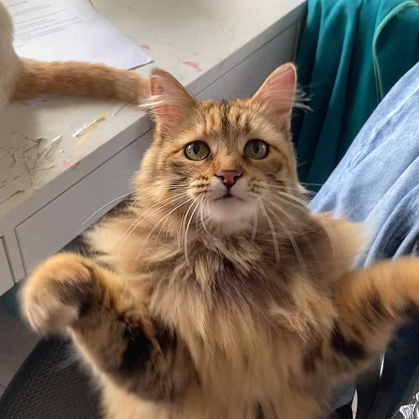 Minouche a rejoint le concours — aidez-le/la à gagner de superbes lots ! brown, cat, chair, curious, cute, desk, domestic_animal, fluffy, fur, furniture, green_eyes, indoor, looking_up, paper, pet, plant, potted_plant, tabby, tabby_cat, whiskers