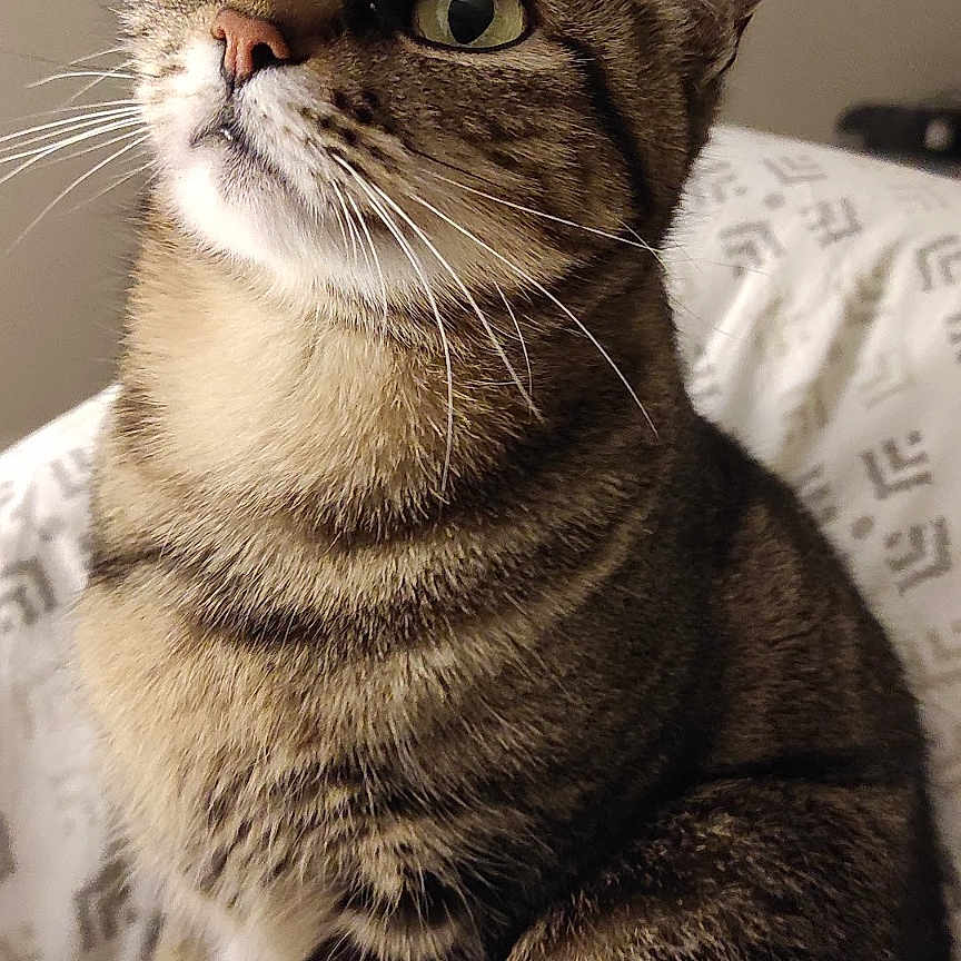 Mimie