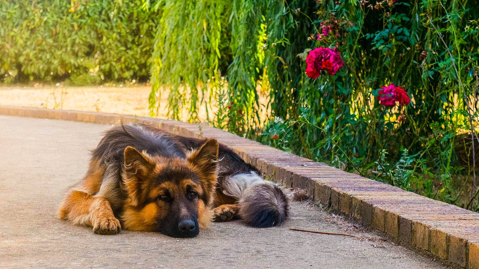 Pumba participe au concours pour gagner de l'argent avec cette photo : annual_plant, canidae, carnivore, companion_dog, dog, dog_breed, fawn, flower, german_shepherd_dog, grass, herding_dog, mammal, petal, plant, road_surface, sidewalk, sporting_group, tail, terrestrial_animal, tree