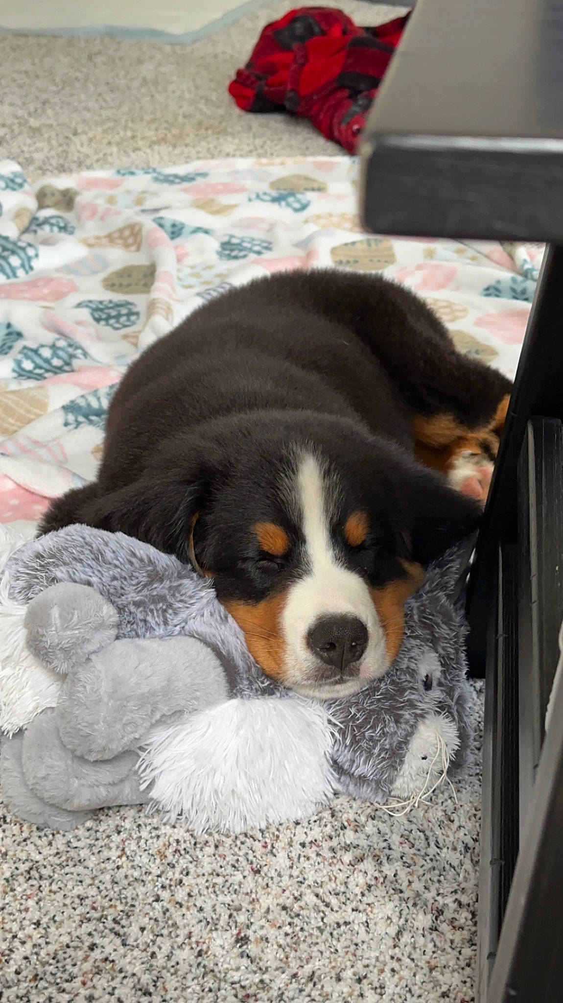 Blaze joined the competition — help win amazing prizes! bernese_mountain_dog, bored, canidae, carnivore, cavalier_king_charles_spaniel, comfort, companion_dog, dog, dog_breed, door, fur, linens, puppy, recipe, snout, sporting_group, terrestrial_animal, toy_dog, working_animal, working_dog