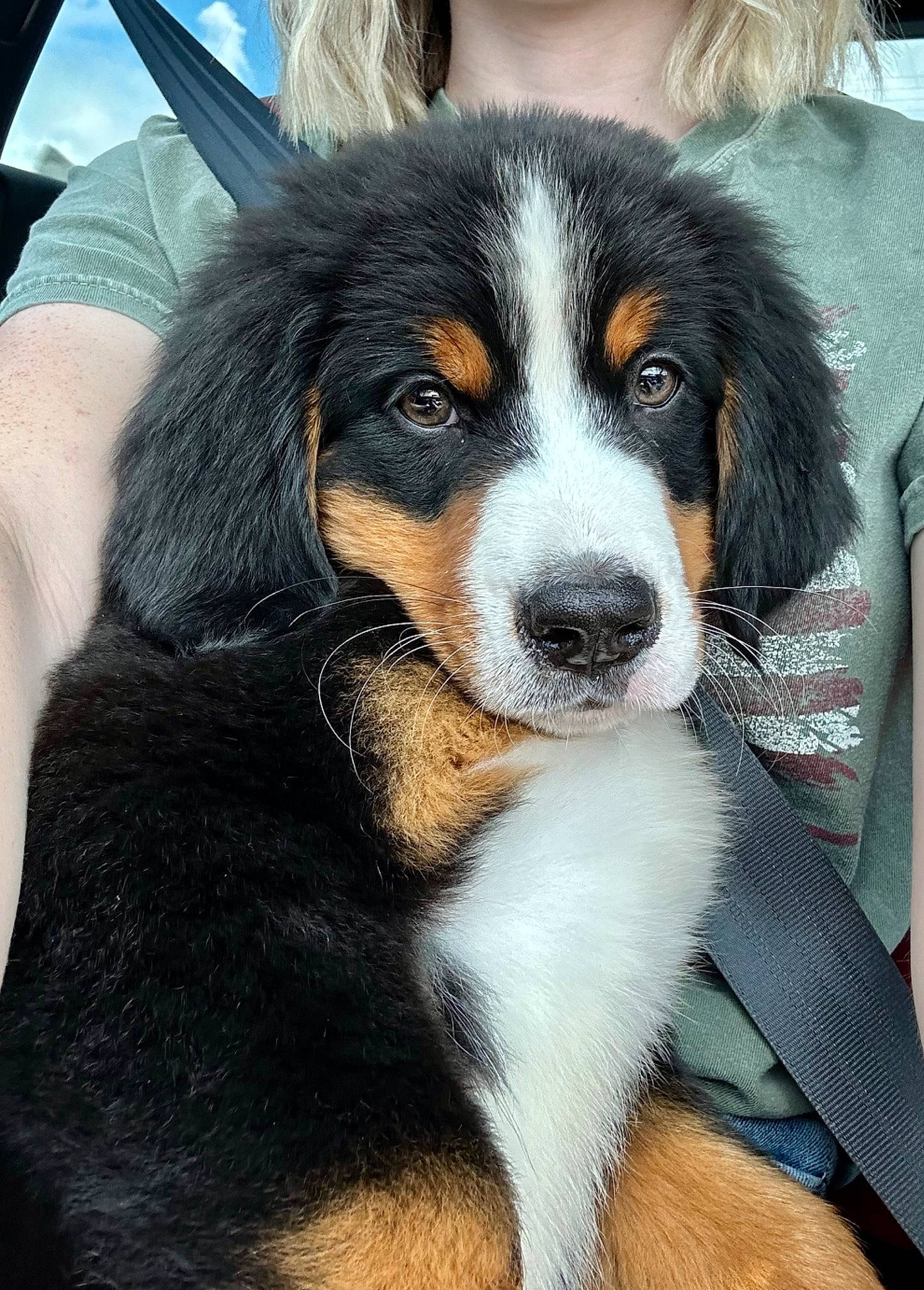 Blaze joined the competition — help win amazing prizes! beaglier, bored, canidae, carnivore, companion_dog, dog, dog_breed, fur, snout, sporting_group, terrestrial_animal, working_animal, working_dog