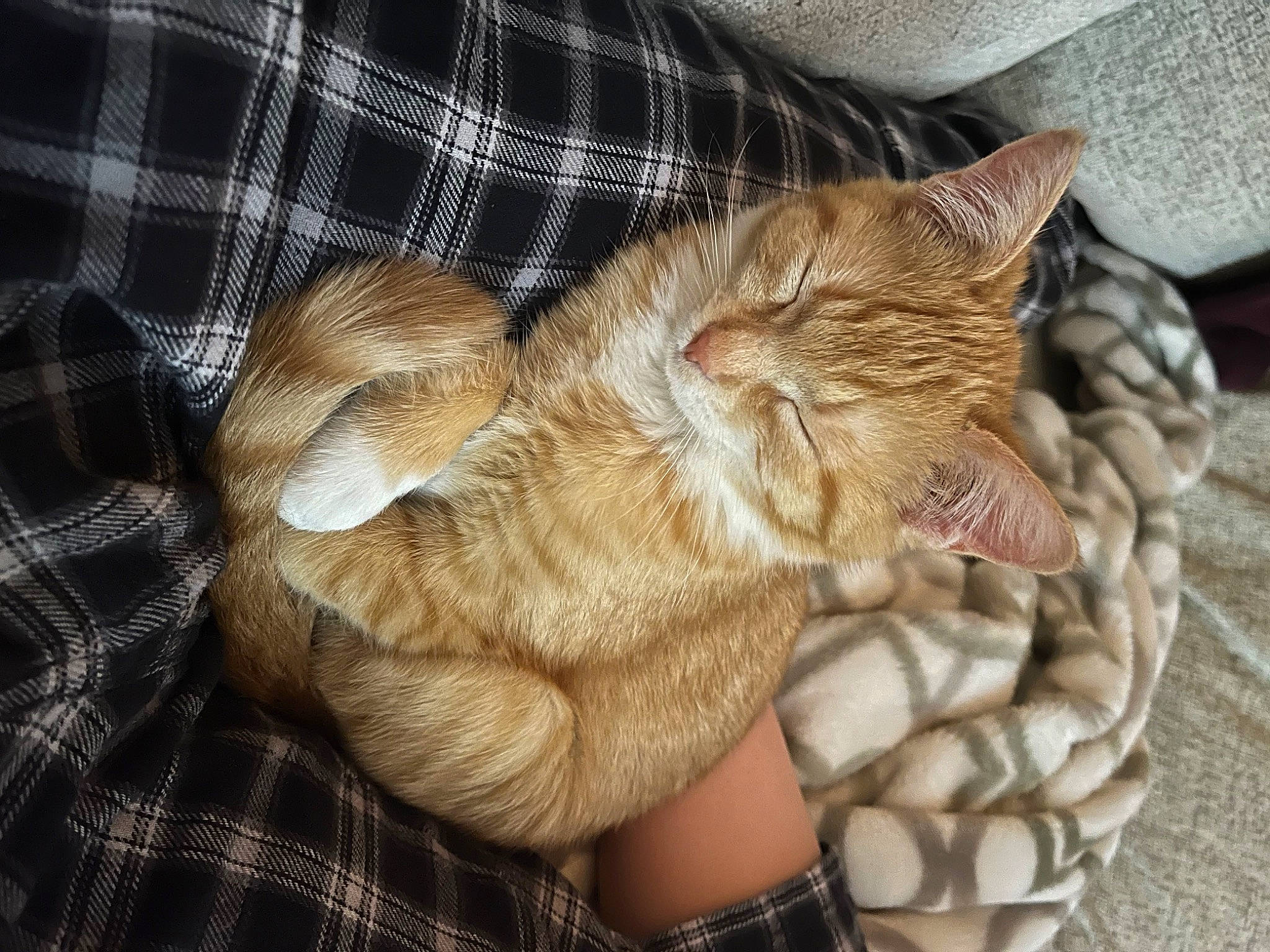 Pele joined the competition — help win amazing prizes! carnivore, cat, claw, comfort, domestic_short_haired_cat, fawn, felidae, fur, gesture, human_leg, pattern, paw, plaid, small_to_medium_sized_cats, tail, tartan, terrestrial_animal, textile, whiskers, wrinkle