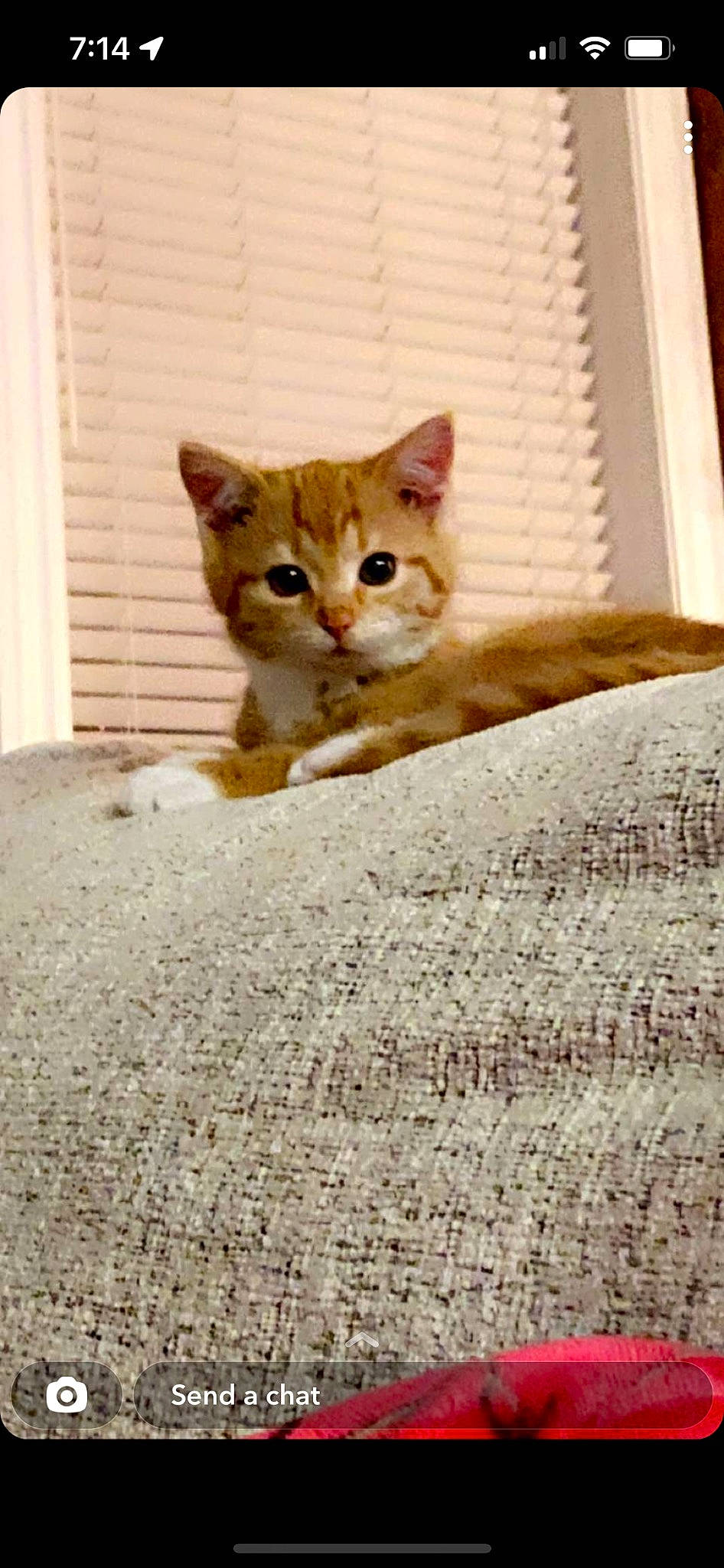 Pele is registered to the contest to win money with this photo: carnivore, cat, claw, domestic_short_haired_cat, fawn, felidae, flooring, fur, linens, paw, pet_supply, sitting, small_to_medium_sized_cats, snout, tail, terrestrial_animal, whiskers, wildlife, window_blind, wood