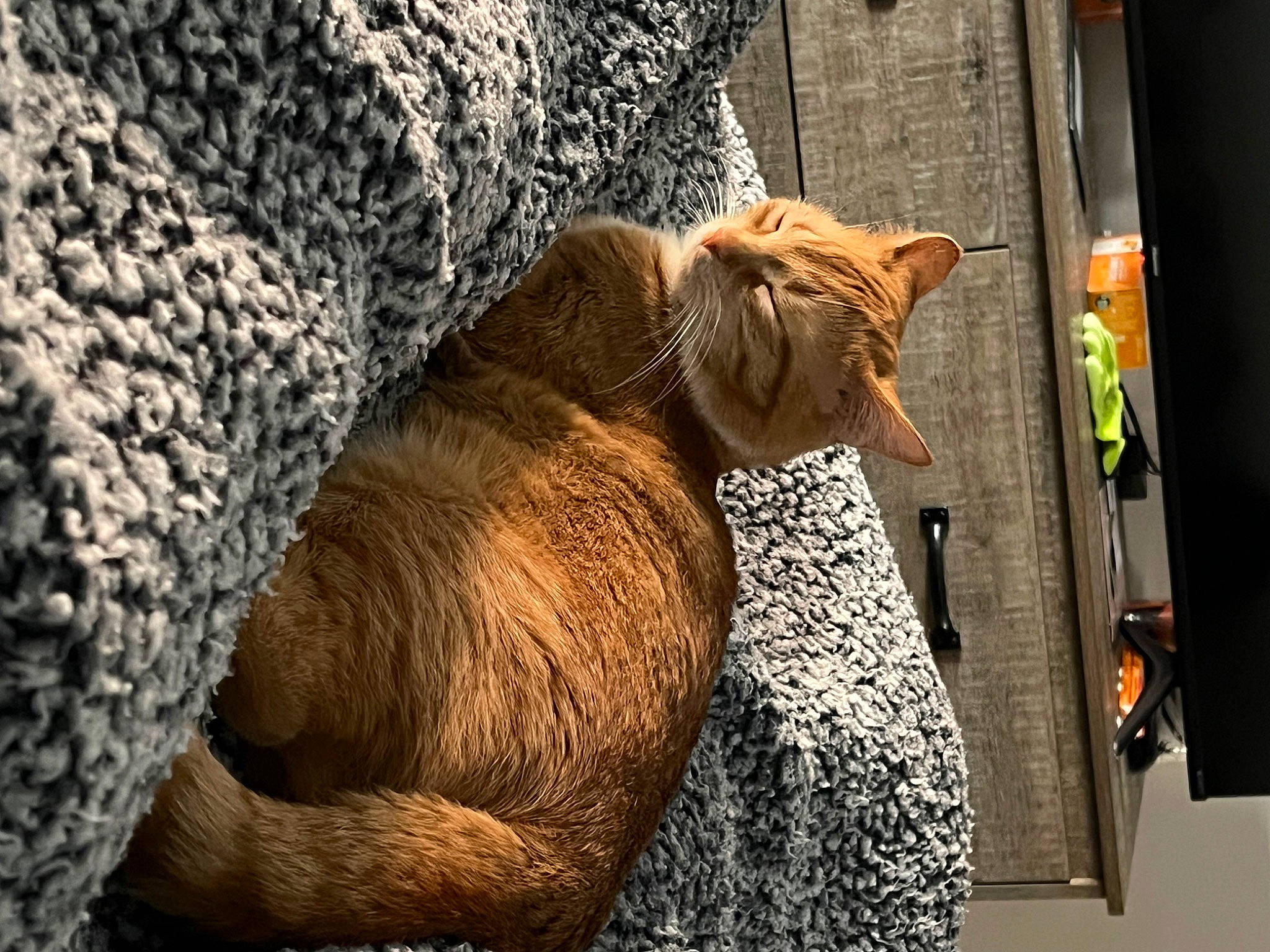 Pele is registered to the contest to win money with this photo: carnivore, cat, comfort, domestic_short_haired_cat, fawn, felidae, fur, hat, human_leg, linens, small_to_medium_sized_cats, snout, tail, terrestrial_animal, textile, tree, trunk, whiskers, window, wood