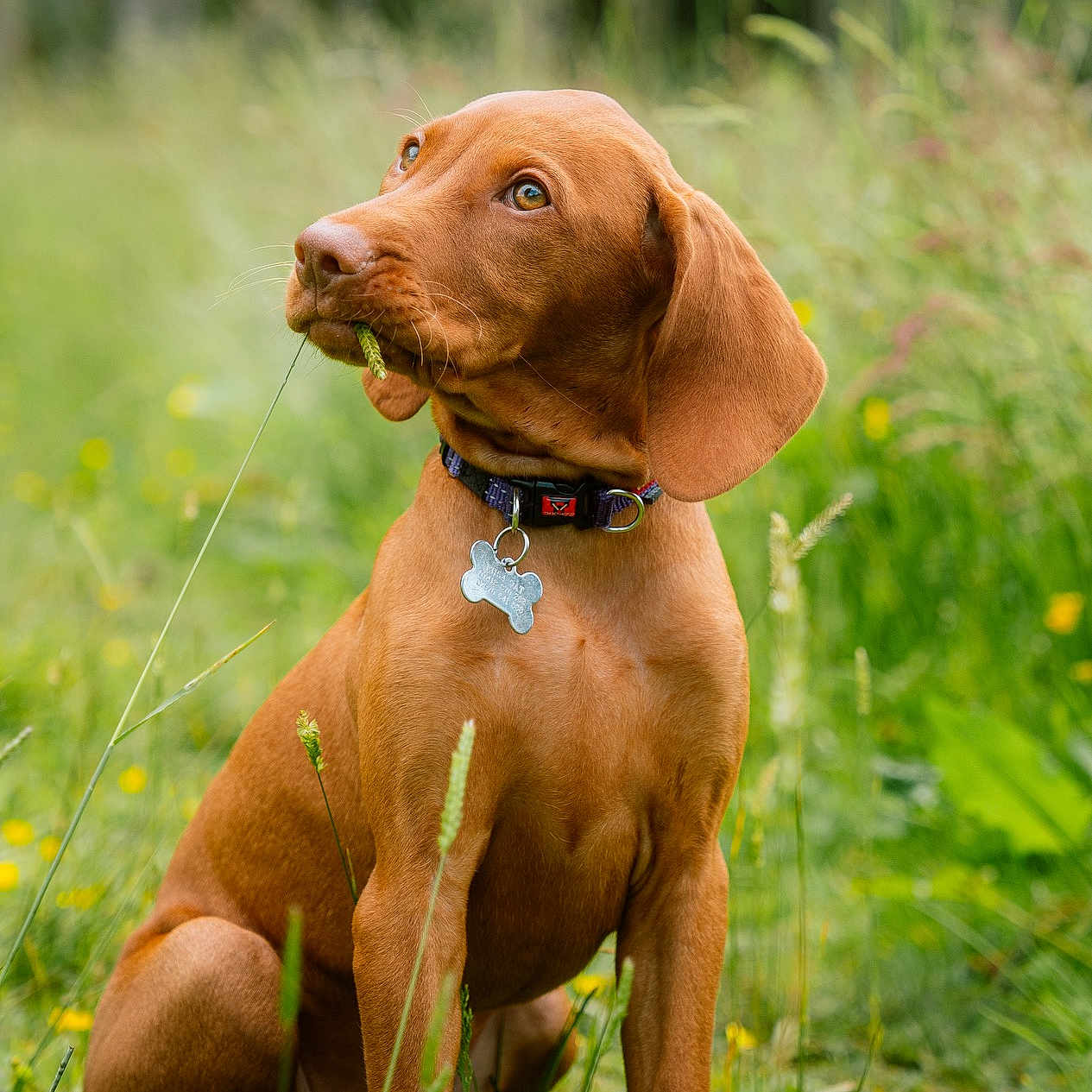 Callie joined the competition — help win amazing prizes! accessories, animal, beagle, bulldog, canine, collar, dog, field, flower, grass, grassland, hound, labradorretriever, nature, outdoors, pet, plant, pointer, puppy, snout