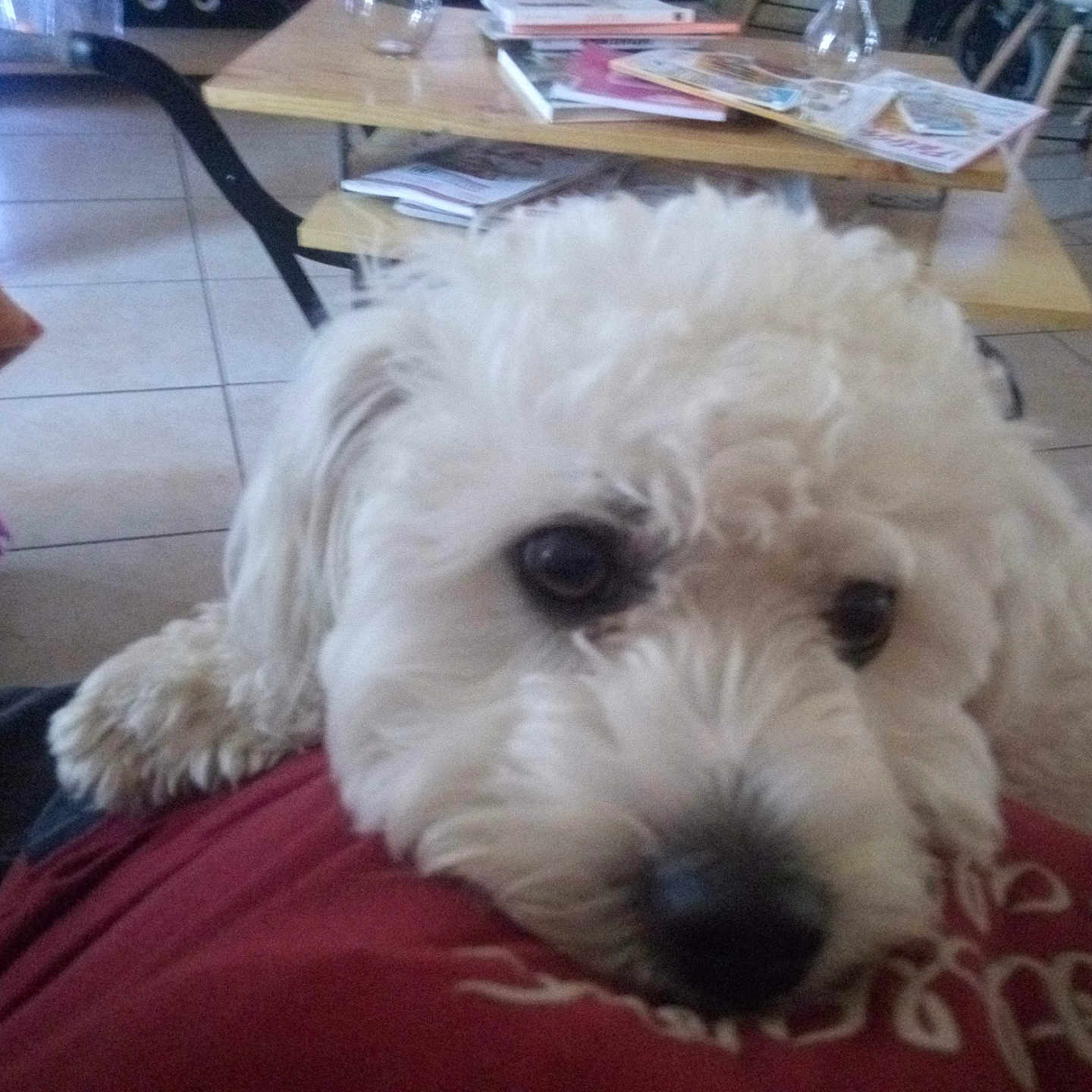 Olaf a rejoint le concours — aidez-le/la à gagner de superbes lots ! animal, architecture, baby, building, canine, couch, cushion, dog, furniture, homedecor, indoors, livingroom, person, pet, poodle, puppy, room, table, terrier, whitedog