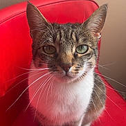 Era a rejoint le concours — aidez-le/la à gagner de superbes lots ! animal, cat, closeup, curious, cute, domestic_cat, ears, feline, fur, furniture, green_eyes, home, indoor, looking_at_camera, pet, portrait, red_chair, sitting, tabby, whiskers
